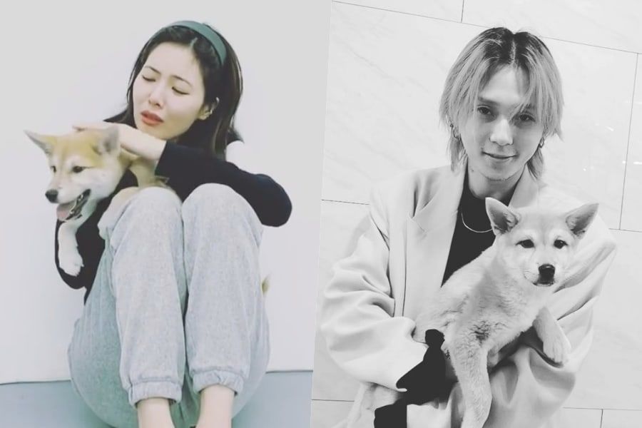 HyunA et DAWN adoptent un chien ensemble; HyunA émue aux larmes en vidéo