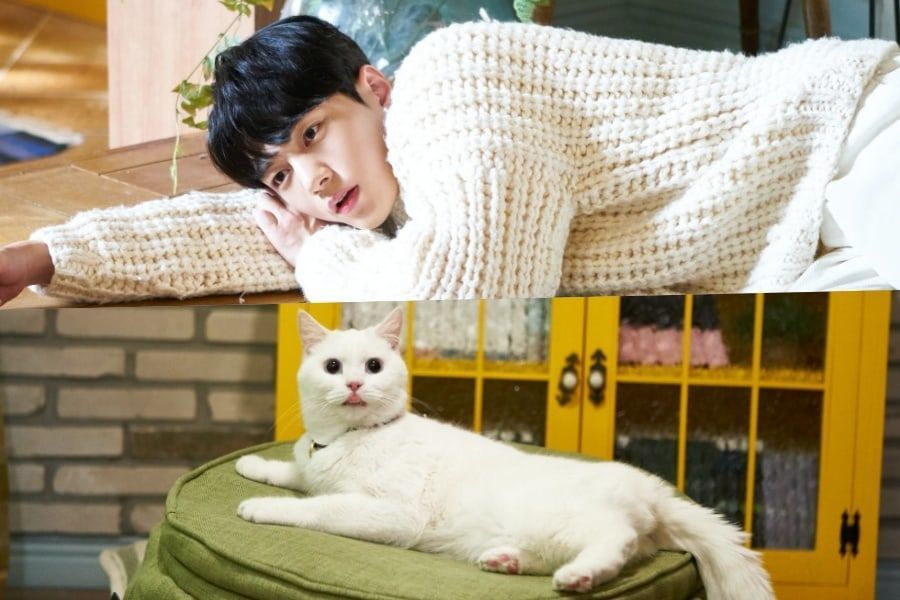 Kim Myung Soo et l'acteur Cat Baegi sont parfaits comme Hong Jo dans des photos de haute qualité de 